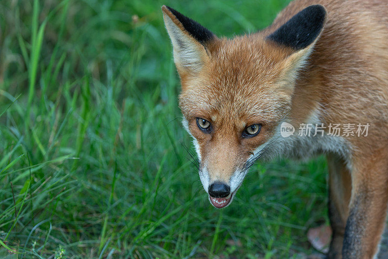 嘶嘶红狐(Vulpes Vulpes)